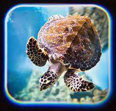 Ocean Projector Torch by Tobar Toys 5+