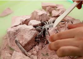 Creepy Crawly Dig Kit by Kidzlabs 4M 5+