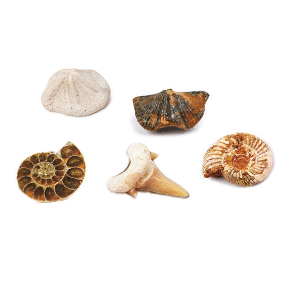 MAGNOIDZ Fossil Dig Excavation Kit For Children Aged 6+